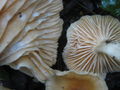 Hygrophorus leporinus